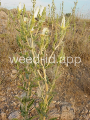 mentzelia, naked